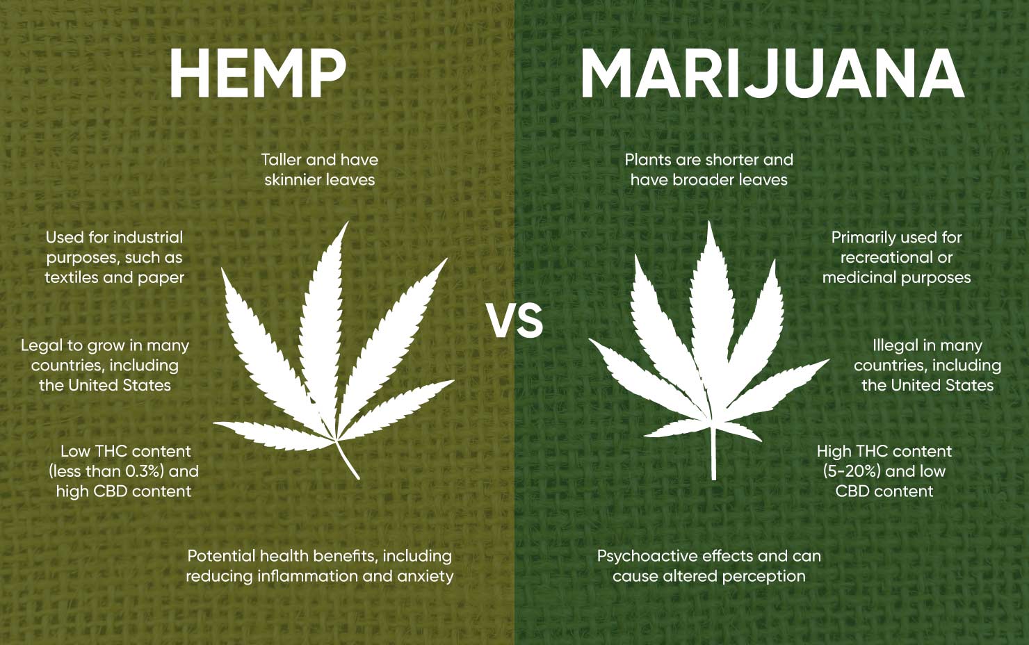 is hemp better than tobacco More Americans Now Use Marijuana Smoke Cigarettes, New Study Shows North Carolina once bet big