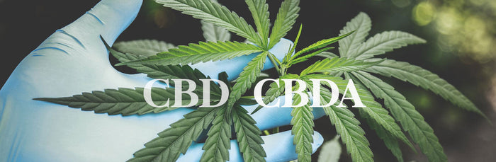 CBDA vs. CBD: Health Benefits & Effects of CBDA