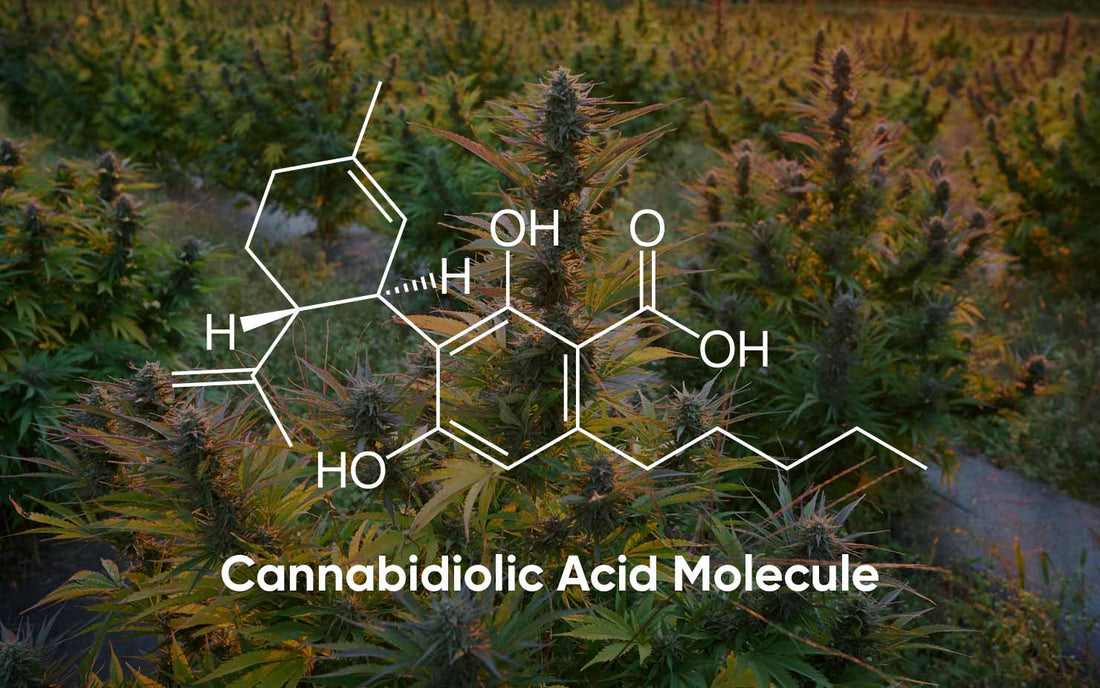 What is CBDA? All you need to know about Cannabidiolic Acid