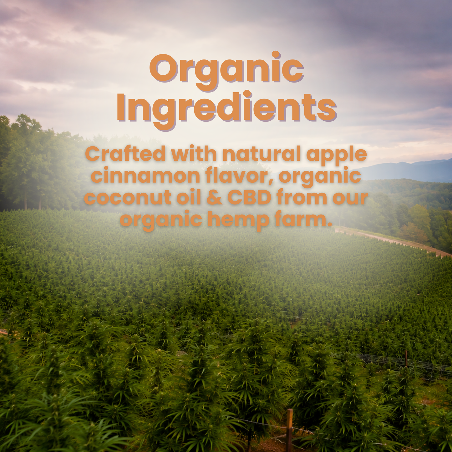 True Daily CBD Oil - 2000mg