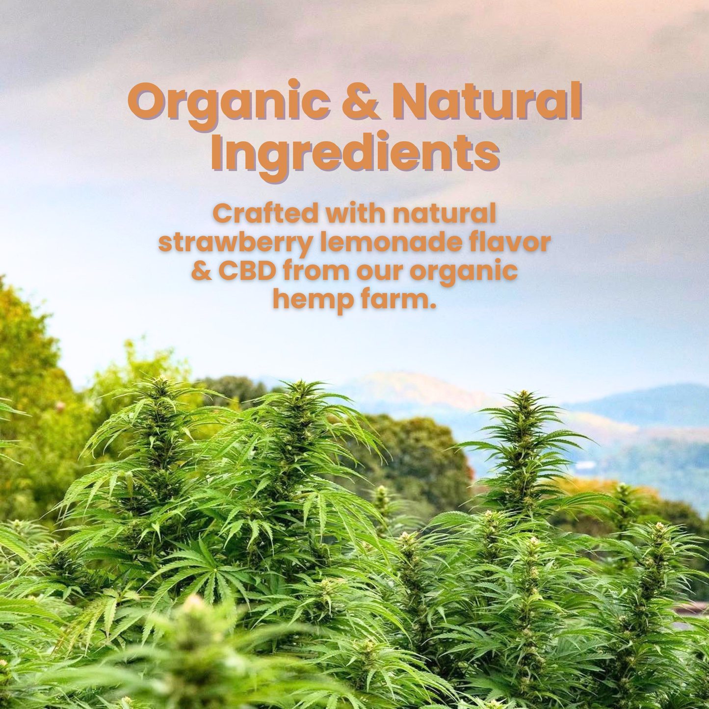 True Daily 50mg Broad-Spectrum CBD