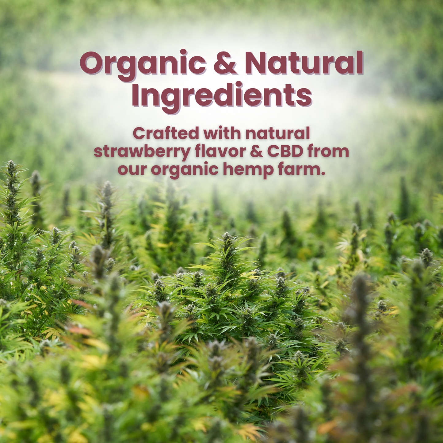 Pure Full Spectrum CBDA Rosin Gummies