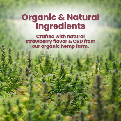 Pure Full Spectrum CBDA Rosin Gummies