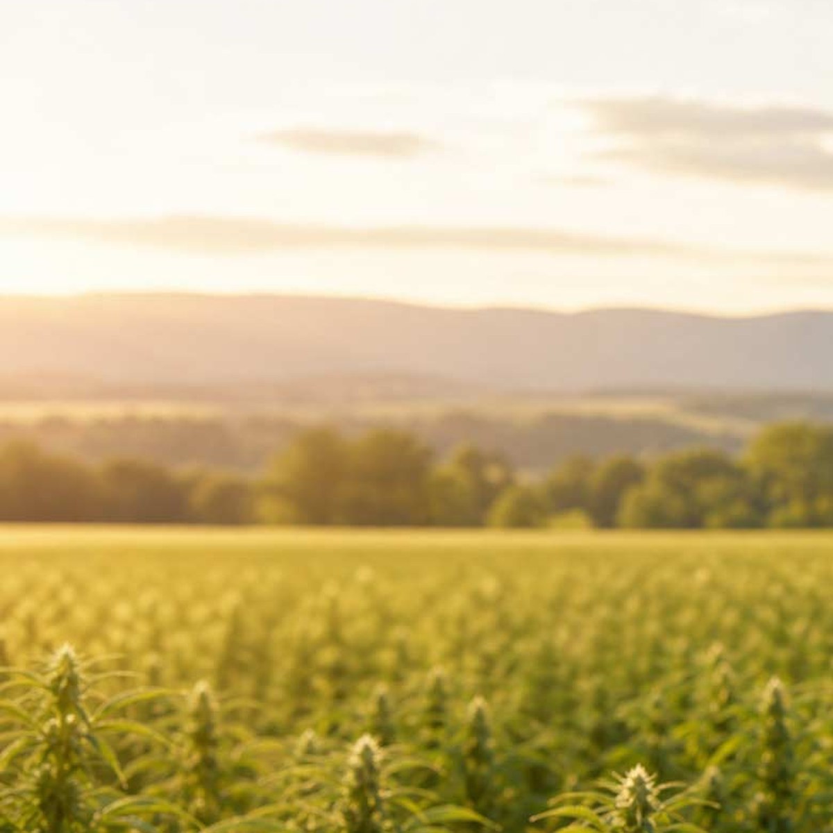 MONTKUSH hemp farm in Plainfield, Vermont