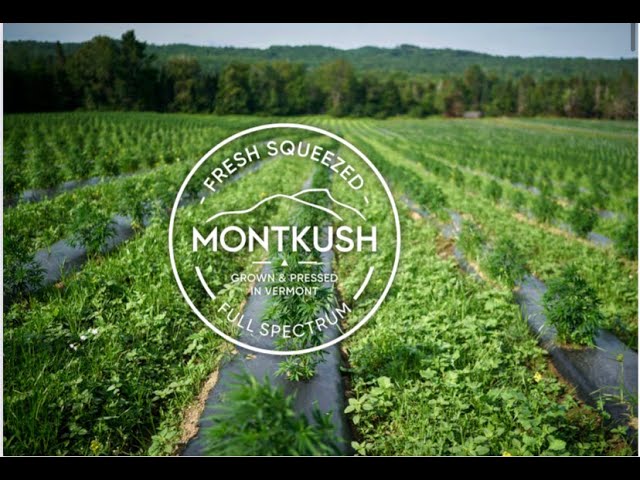MONTKUSH hemp rows at the Vermont farm