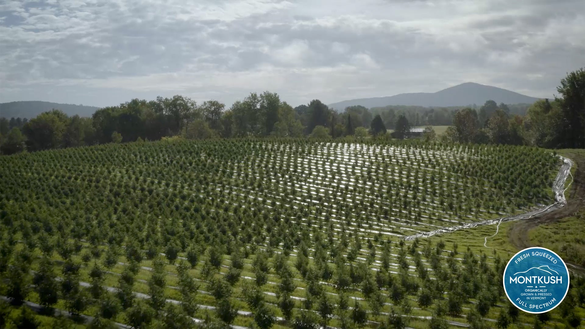 Aerial view of the MONTKUSH hemp farm in Vermont