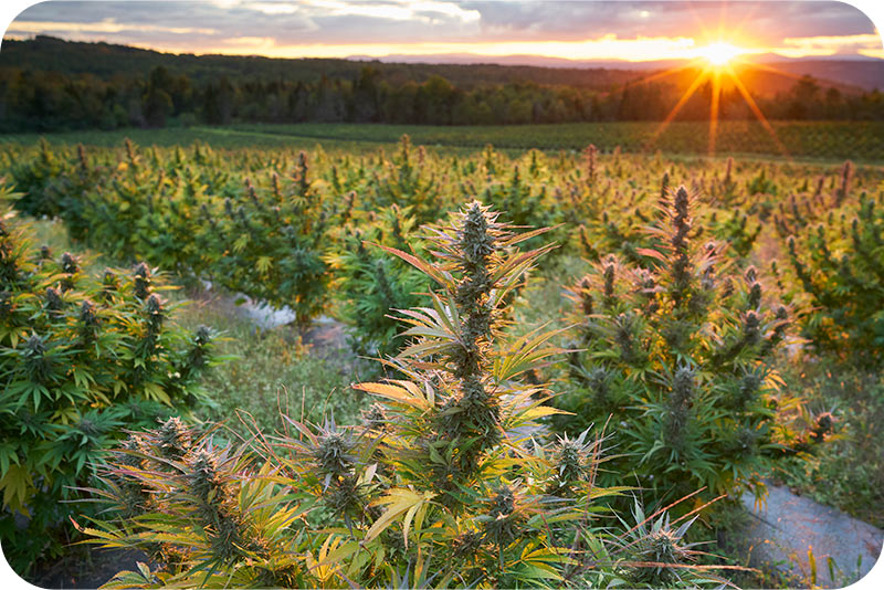 MONTKUSH hemp farm in Vermont at sunset